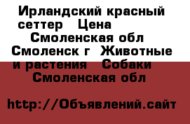 Ирландский красный сеттер › Цена ­ 25 000 - Смоленская обл., Смоленск г. Животные и растения » Собаки   . Смоленская обл.